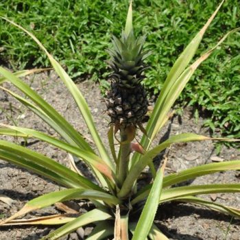 pineapple (1)